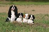 CAVALIER KING CHARLES 698